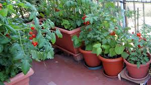 Plant seeds only two to three times as deep as the greatest diameter of the seed. 6 Trends Shaping The Home Vegetable Garden Market Greenhouse Grower