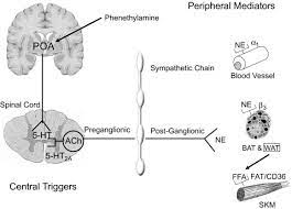 Phenethylamine An Overview Sciencedirect Topics