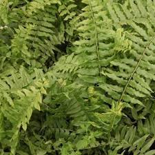 Image result for Nephrolepis undulata