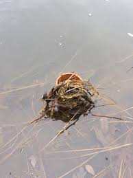 Check spelling or type a new query. Choosing The Perfect Pond Overflow Drain Wisconsin Lake Pond