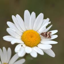 Image result for Photedes captiuncula