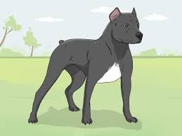 Pit bulls with white fur are more likely to get sunburnt and are prone to issues such as rashes or frequent itching. 3 Easy Ways To Identify A Pitbull Wikihow