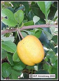 Necta zee a genetically dwarf variety, making it ideal for growing in containers with delicious crop of nectarines. Apple Pear Quince Loquat Peach Cherry Jujube Olive Avocado Fruit Photos