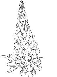 45 beautiful flower drawings and realistic color pencil drawings. Lupin Coloring Page From Lupin Category Select From 25238 Printable Crafts Of Cartoons Nature Animals B Flower Drawing Floral Drawing Flower Coloring Pages