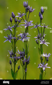 Image result for Swertia tetrandra