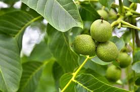 To see a good video on the tulip tree by my foraging colleague blanche derby, click here. What Is A Butternut Tree Uses And Characteristics Home Stratosphere