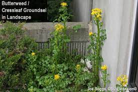 Stickiness can be a very good thing, as long as it was cultivated in the proper way. Butterweed Cressleaf Groundsel Beauty Is In The Eye Of The Beholder Bygl