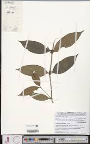 Image result for Dinophora spenneroides