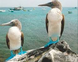 Bird With Blue Feet Galapagos Pin On Piquero