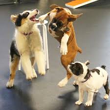 In home puppy training near me. Puppy Training Near Me Zoom Room Zoom Room Dog Training