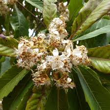 Image result for Eriobotrya