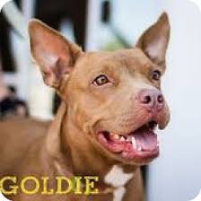 Check spelling or type a new query. Dallas Tx Thai Ridgeback Vizsla Mix Meet Goldie A Dog For Adoption Http Www Adoptapet Com Pet 13543963 Dallas Texas Th Thai Ridgeback Pets Dog Adoption