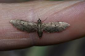 Image result for Eupithecia actaeata