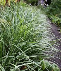Weissbunte Japan Segge Variegata Carex Morrowii Variegata Garten Gestalten Staudenbeet Garten Anlegen