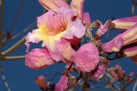 Image result for Handroanthus sp. near impetiginosus