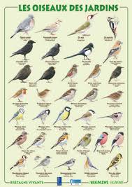 Les Oiseaux Comptez Vous Operation Comptage Oiseaux Des Jardins Les 26 Et 27 Janvier 2019 Faune Sauvage Oiseaux Des Jardins Oiseaux Du Ciel Oiseaux
