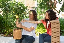 We did not find results for: Consumers Become Fruit Tree Growers