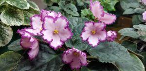Miniature gardening (240) new varieties (1) north american native cultivar (445) north american native species (466) panamerican seed (1980) panamerican seed landscape (636) pansies & pansy pals (176) plant select (174) pollinator plants (3129) ppa perennial of the year (30) proven winners (280) selecta (650) star roses and plants (43. Indepth Tips For Sucess With African Violets
