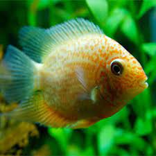 Aquarium Fish Health Dealing With Cotton Mouth Disease Mouth Fungus