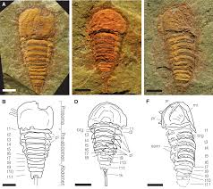 Image result for Osyridicarpos