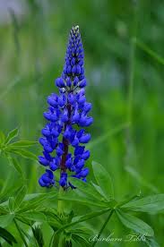 Wild Blue Lupine Lupine Flowers Blue Flowers Amazing Flowers