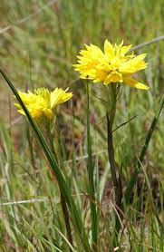 Image result for Eulophia elegans