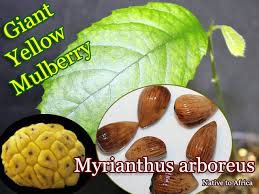 Image result for Myrianthus arboreus