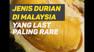 Find almost anything for sale in malaysia on mudah.my, malaysia's largest marketplace. Jenis Jenis Durian Di Malaysia 2020 Youtube