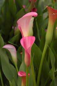 Calla lilies are a hearty flower that traditionally bloom in spring and can even withstand a mild frost. Zantedeschia Wikipedia