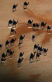 This Is A Picture Taken Directly Above These Camels In Saudi Arabia During Sunset It Is Considered One Of The Best Pictures Of The Yea Animals Pictures Shadow