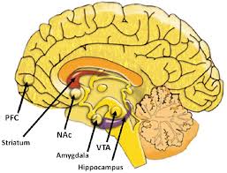Lietuvos techninės apžiūros įmonių asociacija „transeksta senasis ukmergės kel. Pdf Interactions Between The Prefrontal Cortex And Ventral Striatum In The Mediation Of Risk Based Decision Making In Rodents Semantic Scholar