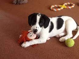 Group of cats dogs rabbit and parrot some wearing e collars #1384390. Border Beagle Border Collie X Beagle Mix Info Temperament Puppies Pictures