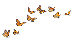 Monarch butterfly flying is a free transparent png image. Monarch Butterflies In Various Flying By Liliboas