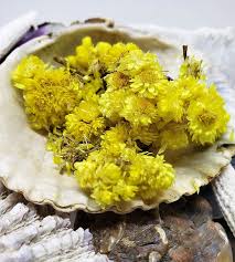 Image result for Helichrysum