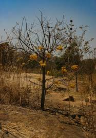 Image result for Senna singueana