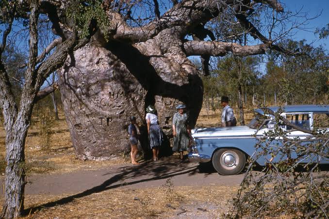 Mga resulta ng larawan para sa Prison Boab Tree in 1960"