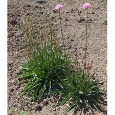 Image result for Heuchera `Swirling Fantasy`