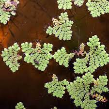 Image result for Azolla pinnata