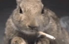 Rabbit Smoke Gif Rabbit Smoke Discover Share Gifs Rabbit Gif Rabbit Gif