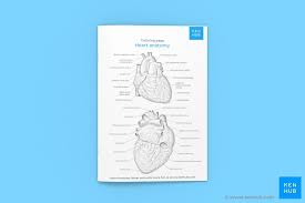 How to draw human heart anatomy color drawing for kids ▽ visit to my channel. Anatomy Coloring Pages A Fun Effective Revision Tool Kenhub