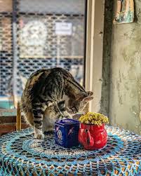 kasim da ask falan yok cay var bir de kedi cay icip kedi sevin tea cat catsofinstagram catlovers cats most beautiful cat breeds cat tail