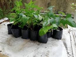 Kekacang, kacang soya, ubi keledek atau sebarang tanaman yang mampu mengembalikan nitrogen dan mineral kepada tanah ditanam selang dua tahun dan kemudiannya kapas pada tahun ketiga. Agro Gardening Anak Benih Ubi Keledek Ungu Mardi Facebook