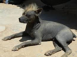 Just like there are dog people in th. What Rare Hairless Dog Breed Is Trivia Questions Quizzclub