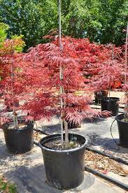 Lichtenfelt Nurseries Red Maple Tree Potted Trees Japanese Red Maple Tree
