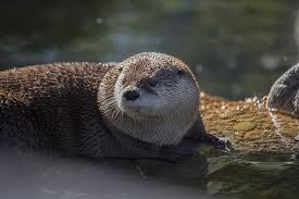 This otter is very popular in aquariums. River Otter Facts Animals Of North America Worldatlas