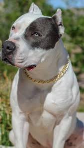 Pitbull Blue Pitbulls Blue Pits Puppies
