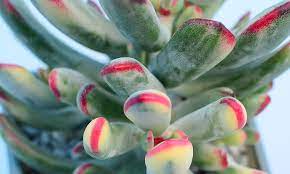 Cotelydon orbiculata var dactylopsis variegata. Cotyledon Orbiculata Var Flanaganii F Variegata Surreal Succulents