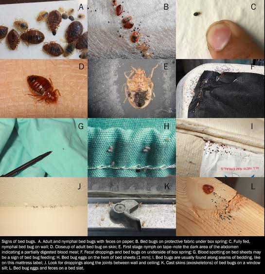 Signs of Bed Bugs: 10 Warning Signs to Know