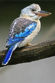 Kookaburra By Sebastien Gueret 500px Australian Birds Australian Native Birds World Birds
