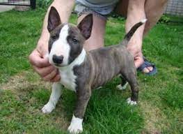Bull Terrier Pup Mini Bull Terriers Bull Terrier Puppy Bull Terrier